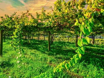 &nbsp; / Cambados - vinyes d'Albariño - Pontevedra