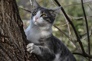 Кот на дереве / ***