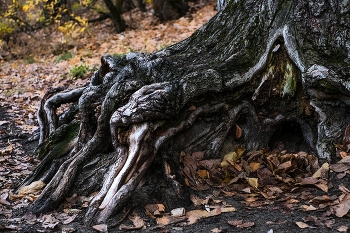 Корни... / ***
