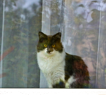Осенний котик на окне... / ...любуется через стекло осенними пейзажами...