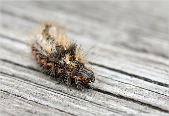   / Стрельчатки щавелевой гусеница (Acronicta rumicis)