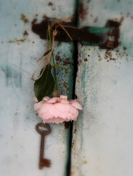 Этюд с розой. / натюрморт