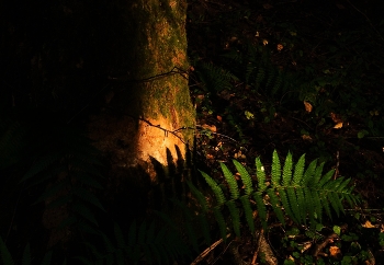 Вечерело ... / ***