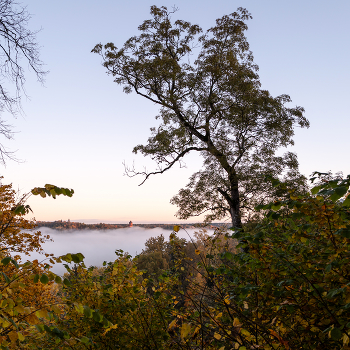 &nbsp; / Утро туман Сигулда