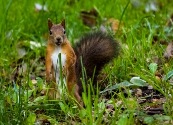 Приветствие ) / ***