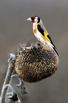 Чистильщик / Приличная стая из таких красавцев реально опустошает поля на \&quot;радость\&quot; фермерам и сельхозпроизводителям!