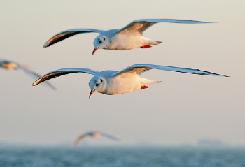 Синхронный полет / ***