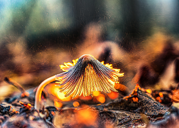 Всё дело в шляпе / ***