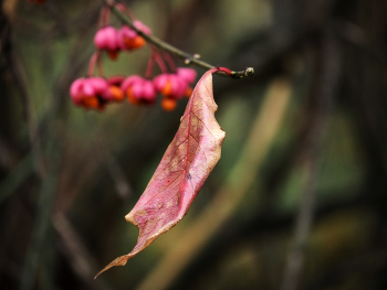 Осенний этюд / ***