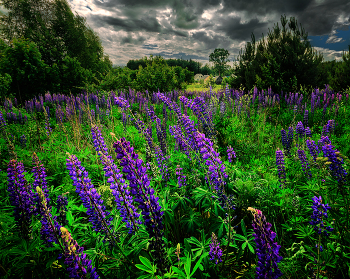 Люпин / Мядельский район, Минская область, Беларусь.