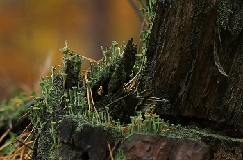 Жизнь на старом пне. / ***