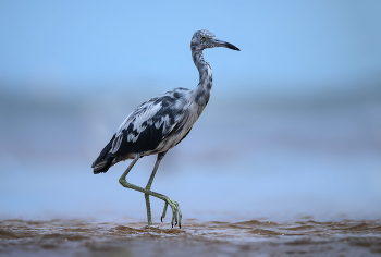 Little blue heron (J) / Little blue heron (J)