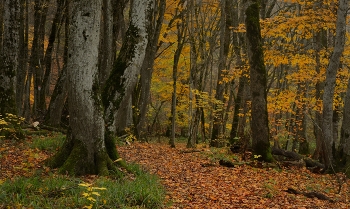 Осеннее утро / Ставропольский лес