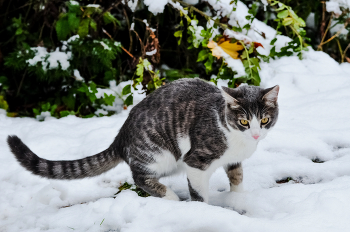 Кот и первый снег... / ***