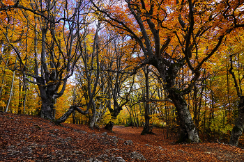 Крымская осень / Крым, Южные склоны Чатыр-Дага