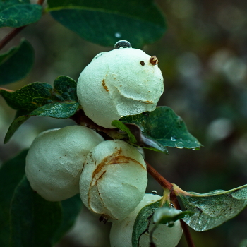 Чучело / Если внимательно приглядываться к разнообразным плодам на деревьях, ветках и кустах, можно встретить разные персонажи. Этот у меня ассоциируется с смеющимся клоуном. У него даже клоунский колпак на голове.
