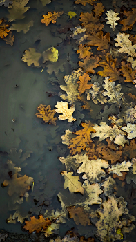 Мутная осень / Осень, лужа, листья.