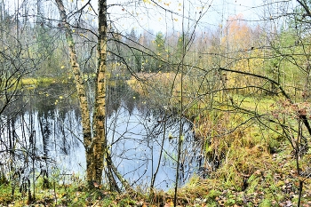 &quot;Померкла природа, октябрь на исходе ...&quot; / &quot;Померкла природа, октябрь на исходе.
 И стали березы белесыми вроде,
 От будней унылых слегка подурнели:
 Корою, как будто в туман, потускнели ...&quot;
 Н.Самоний