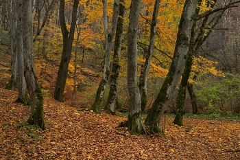 Осеннее утро / Ставропольский лес