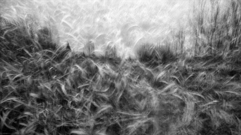 Жизнь вокруг / ***