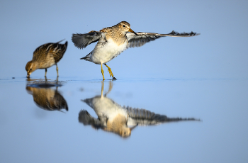 Pectoral Sandpiper / Pectoral Sandpiper