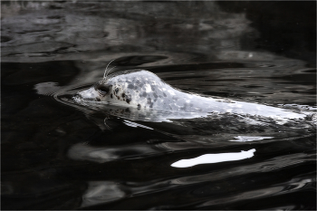 Ларга / Пятнистый тюлень (лат. Phoca largha),обитает в северной части Тихого океана от Аляски до Японии и дальневосточного побережья России. Он относится к семейству настоящих тюленей и внешне похож на обыкновенного тюленя, отличаясь от него пятнистой окраской шерсти.
Ларга является представителем рода обыкновенных тюленей, а не нерп (Pusa)