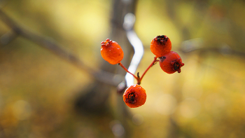 Осенние ягоды / Боярышник поздней осени