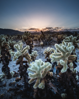 &nbsp; / В пустыне Джошуа-Три, среди выжженных камней и редких кустов, растут невысокие кактусы Chola — будто лохматые лапки зверьков, спрятавшихся в песке. Издалека они кажутся мягкими, почти бархатными, — золотистый пушок на вечернем солнце. Но этот «пушок» обманчив: каждая иголка — крошечное копьё с обратными зазубринами.

Стоит ветру подуть или сделать неосторожный шаг — и колючки цепляются к одежде, к ботинкам, к коже. Они проникают всюду, даже через плотную ткань, будто живут по своим пустынным законам — липнуть, держаться, не отпускать. Обратно мы выбирались из этих коварных зарослей уже в потемках, подсвечивая себе фонариками. Я таки умудрился наступитъ на такого маленького ежа. Несмотря на толстую подошву кроссовка, один таки пролез ко мне вовнутрь и ужалил.