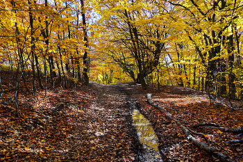 Осенняя горная дорога / Крым, Чатыр-Даг, осень