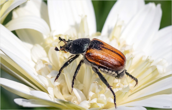   / Хлебный жук, или Кузька хлебный, или Кузька посевный (Anisoplia austriaca)