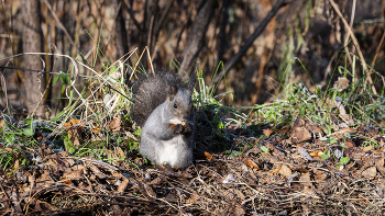 У белки перекус. / ***