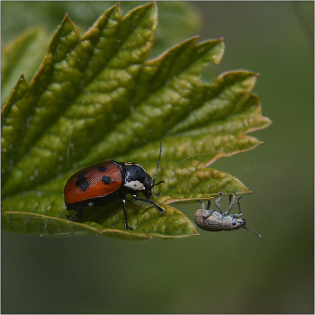 Опять ты здесь ... / Небольшой конфликт, который решается без пролития крови.