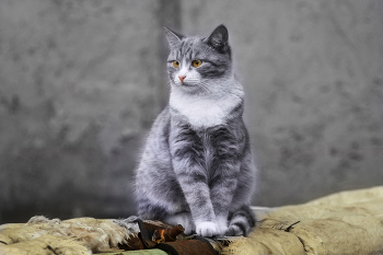 &quot;Посиделки&quot;. / Был дворовым котом чуть больше года. В июле 2024 года забрали в квартиру на ПМЖ.