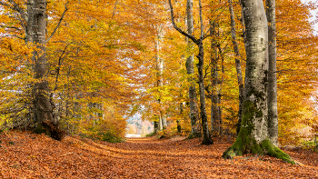 &nbsp; / herbstlicher Wald