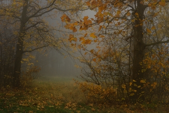 Туманное утро / Ботанический сад