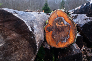 Жизнь вокруг / ***