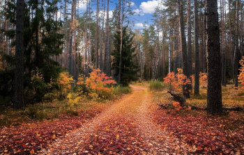 Осень / Пейзаж Беларуси