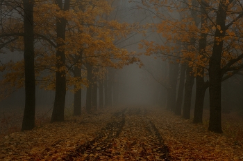 Осенняя дорога / Туман
