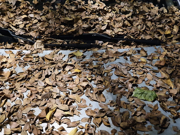 &quot;Дворники&quot; / Официальный портрет работников коммунальной службы автомобиля.