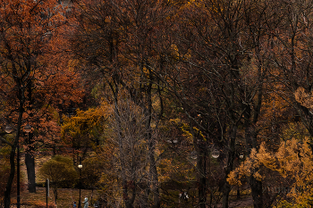 пока еще осень / вид с крыши на осеннюю листву