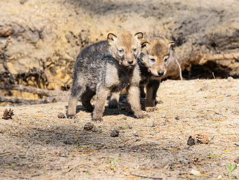 Серые разбойники / ***