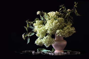 Любимая гортензия / ***