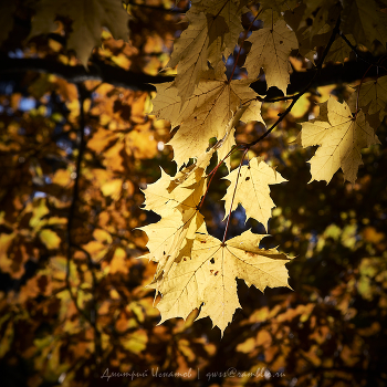 Золото осени (клён на фоне дуба) / ***