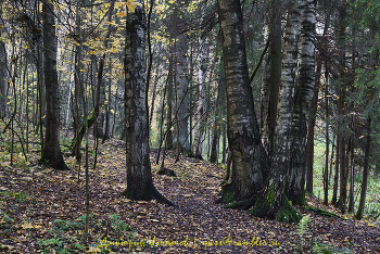 Осень в лесу / ***