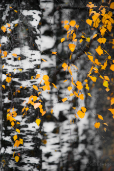 Берёзки / Берёзки