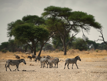 Танзания, сафари. / Зебры являются разновидностью диких лошадей. У всех зебр одинаковый тип раскраски — черно-белые полосы. Но у каждой особи свой неповторимый рисунок, он так же индивидуален, как отпечатки пальцев у людей. От природных врагов зебра убегает не по прямой линии, а зигзагами, что делает ее практически недосягаемым объектом пропитания для многих хищников. И, несмотря на скромные габариты, зебры — отнюдь не лёгкая добыча. Их сила в стаде. Если полосатые лошадки заподозрили опасность, то они быстро собираются в боевой круг. Внутри — детёныши и старики, снаружи — пышущие здоровьем особи, готовые надавать льву по первое число. Кстати, о взаимовыручке, нередко зебры пасутся рядом с антилопами. Так они предупреждают друг друга об опасности.