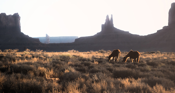 Лошади Навахо / Индейские лошади мирно пасущиеся на фоне исполинов Monument Valley, парка в штате Аризона, США, принадлежащего племени Навахо.