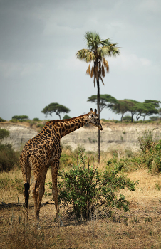 Просто жираф... / В национальном парке Тарангире в Танзании обитает большое количество жирафов, включая редкого белого жирафа по кличке Омо, у которого наблюдается лейкизм (частичная потеря пигментации). Жирафы в Танзании являются национальным животным страны.