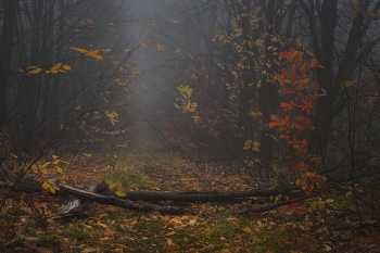 Осенняя тропа / Туман