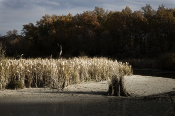 &nbsp; / Октябрь на болоте